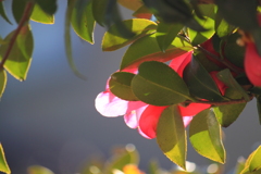 透ける花びらがお洒落・・山茶花