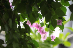 ブーゲンビリア・・花言葉・・情熱とか