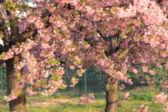 散歩道の桜　３