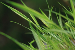 雨の中の風知草