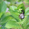 梅雨を感じる紫陽花にデンデン虫