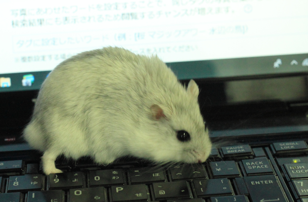僕宇宙人みたいな顔って言われてます・・チビ＾＾