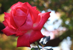薔薇  ☆