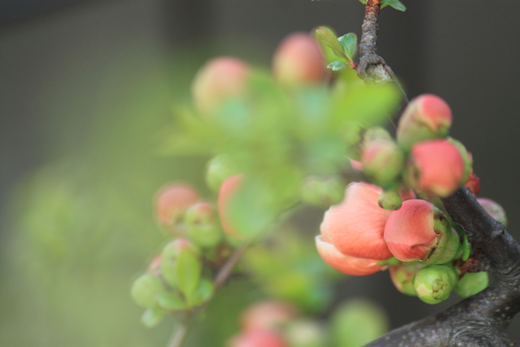 やっとボケの花らしく