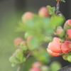 やっとボケの花らしく