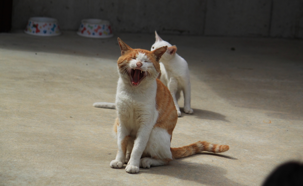 怒ってるのか・・笑ってるのか・・愛しい野良