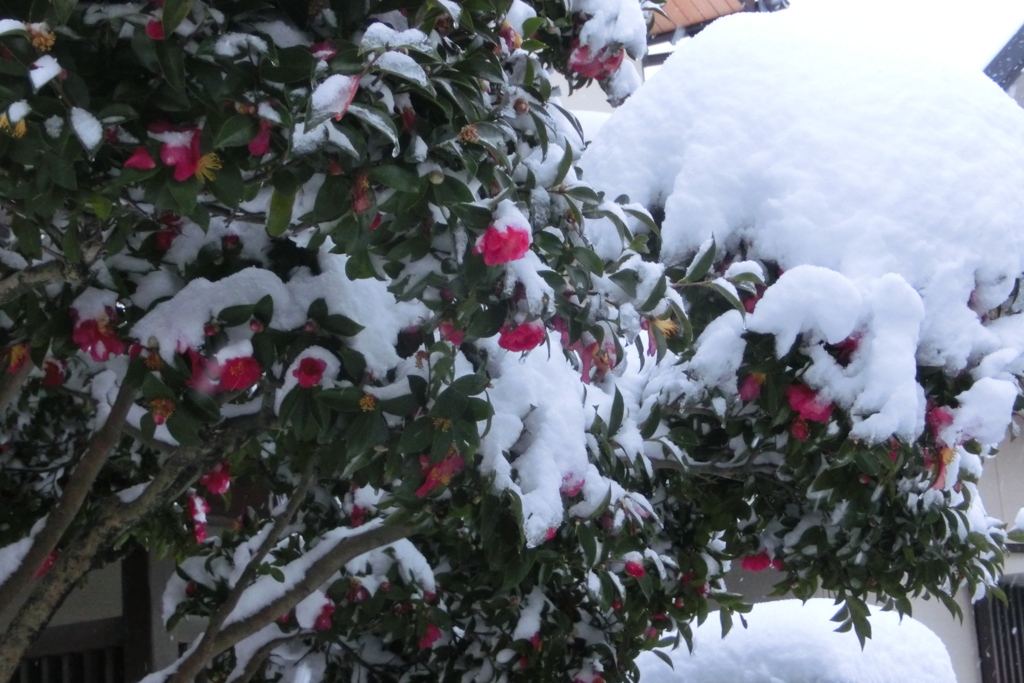 雪が重いよ～