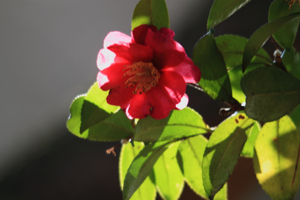 お日様が眩しい山茶花