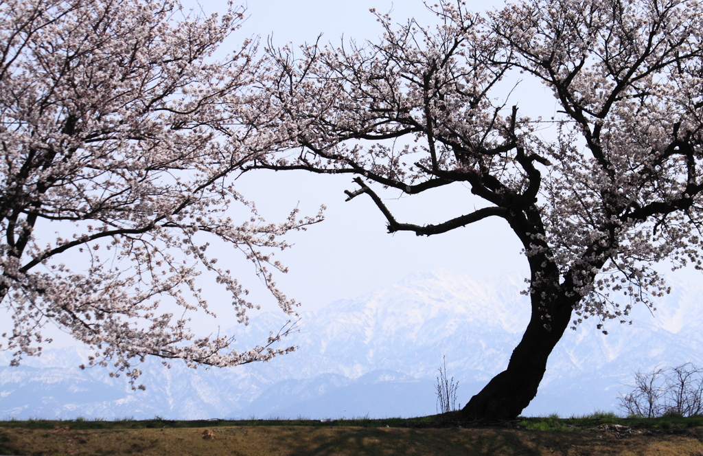 立山連峰を背に優しく咲く桜