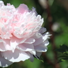 芍薬