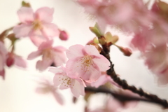 あったかい気持ちにさせてくれる河津桜