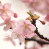 あったかい気持ちにさせてくれる河津桜