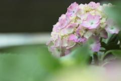 庭の紫陽花