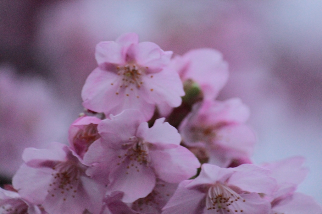 華やぐ河津桜　＾＾