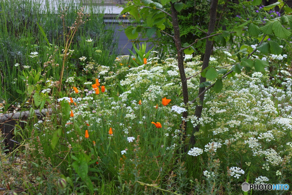 身近な花の園
