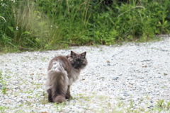 ふりかえる野良ネコくん