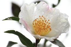 雨に降られても・・ふんわりと山茶花の花