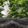 塀の上からご挨拶・・木槿さん