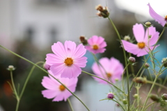 潮風に揺られる秋桜