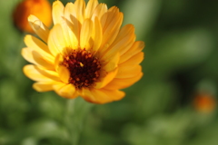 雨あがりと朝日が心地よいね