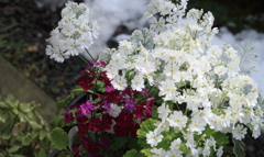 雪でも頑張る可愛い桜草