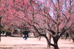静かな公園梅日和の日