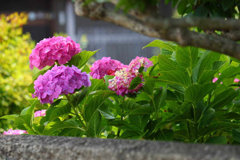 塀の上から・・陽気な紫陽花さん　＾＾