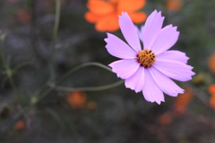 ご先祖がメキシコの高原に咲いてたらしい・・コスモスの花