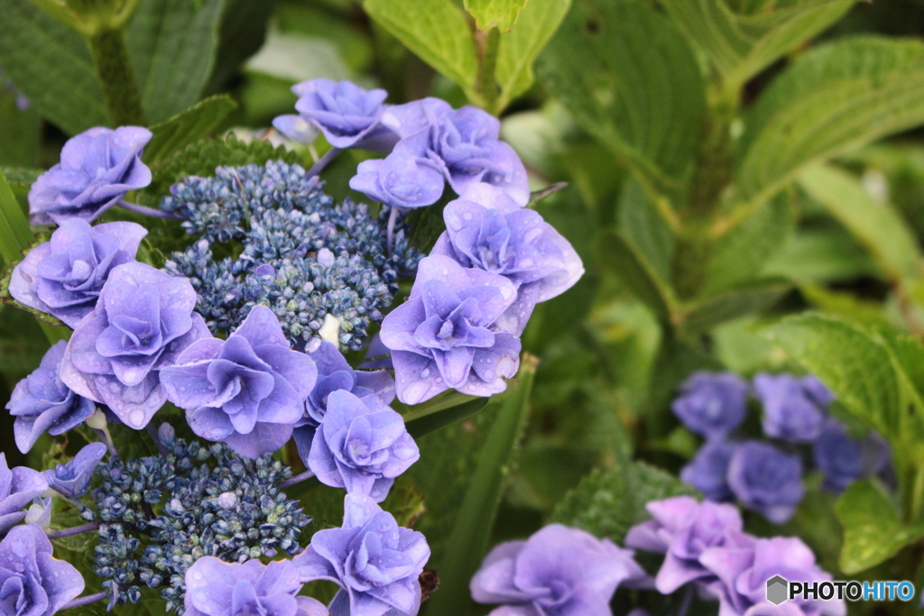 潮風を受けて咲く紫陽花　２