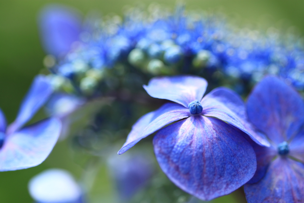 紫陽花よ・・なに思う　２