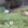 ミヤコワスレ・・淡いピンク