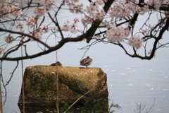 桜の下で鴨君の憩う・・鴨
