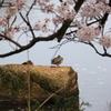 桜の下で鴨君の憩う・・鴨