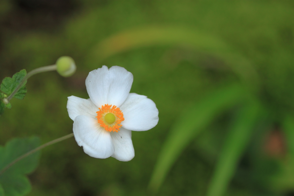 今朝は風もなく落ち着いてるね　＾＾