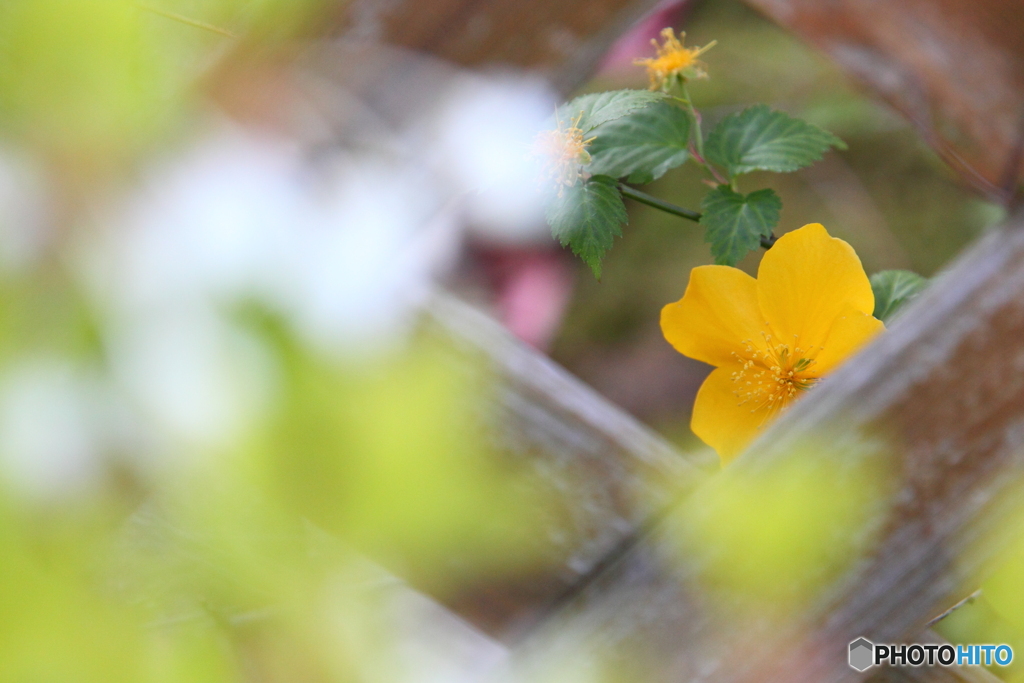 私を忘れないでとヤマブキの花