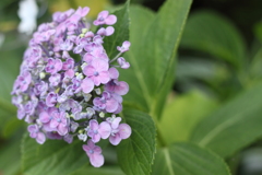 おかめ紫陽花　