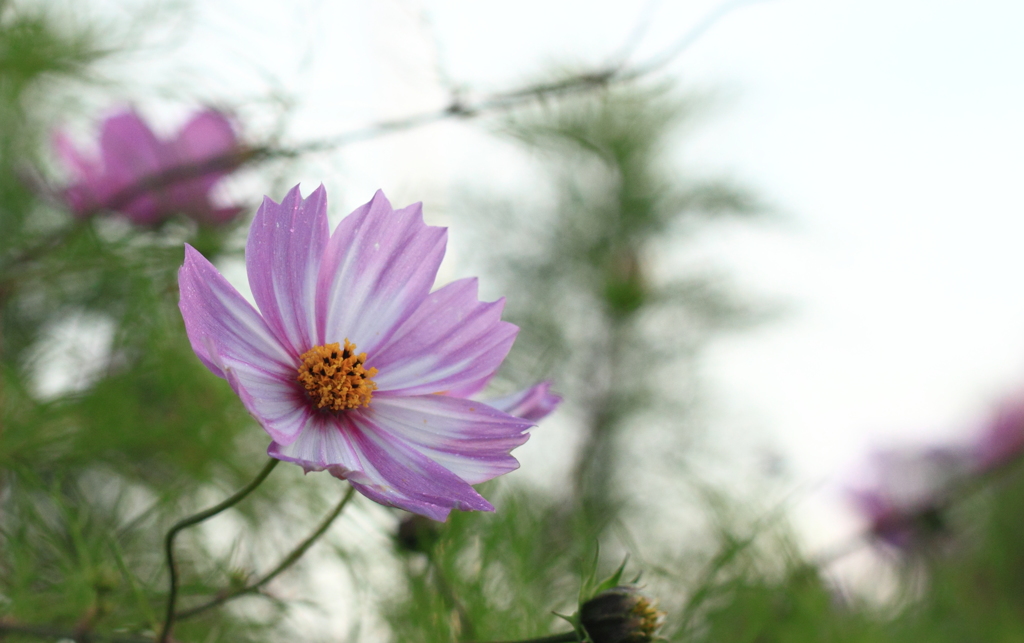 ちょっとだけお洒落な秋桜