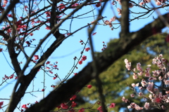 青空の下で咲き競う梅花