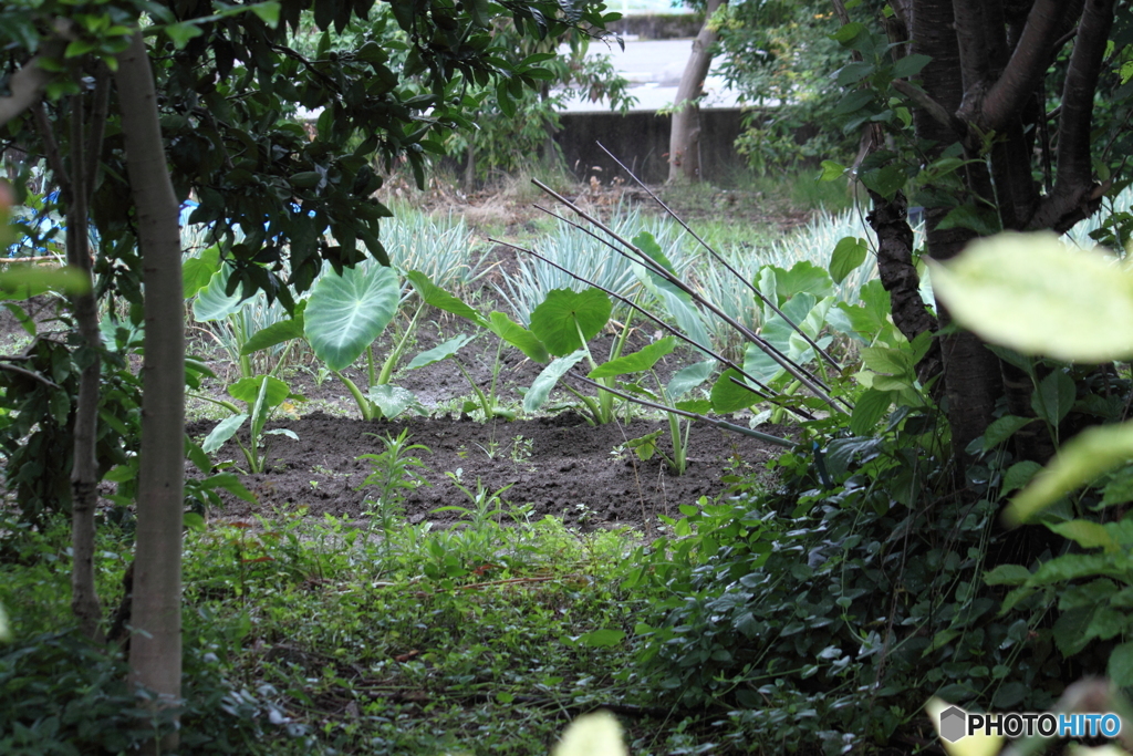 梅雨時の畑