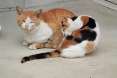 お父さん猫と子猫のくつろぎのひと時