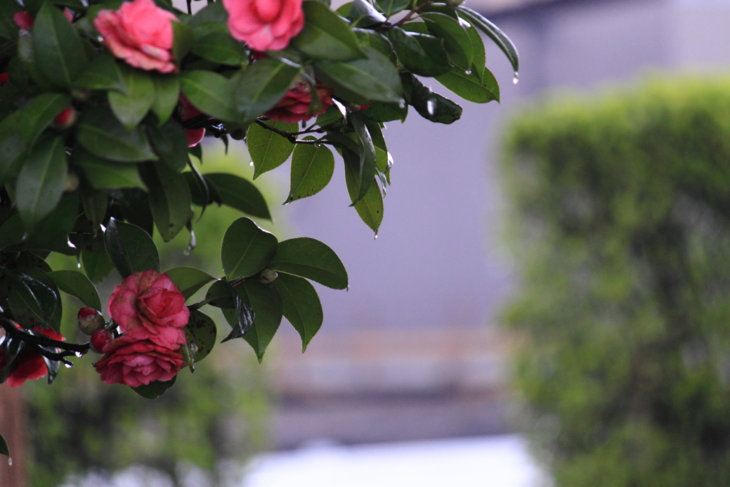 雨の公園・・疲れてはいるけど華つばき