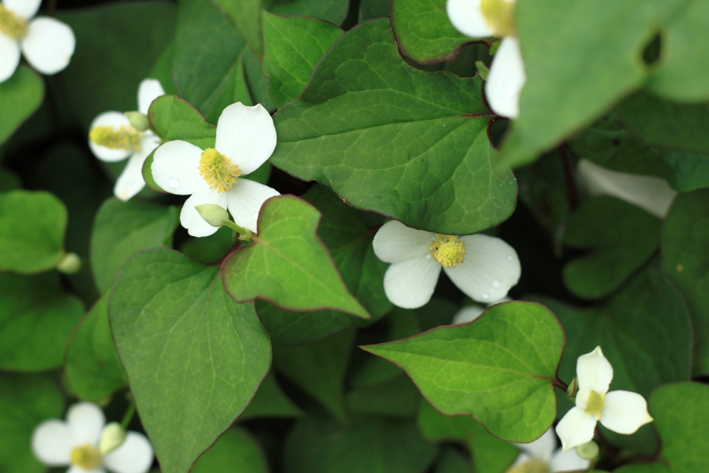 よく見れば清楚で素敵なドクダミの花