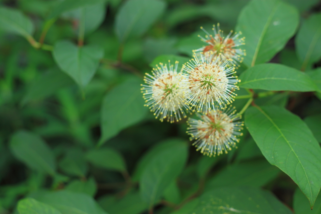 珍しい～お花発見