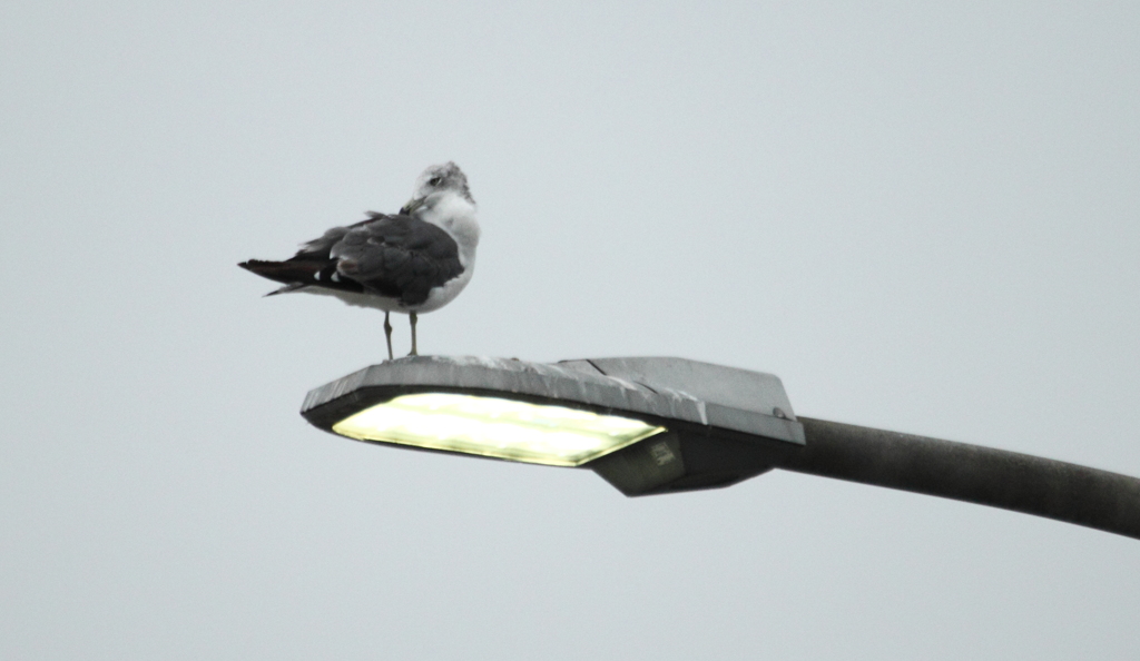 漁船の帰りを待つウミネコ