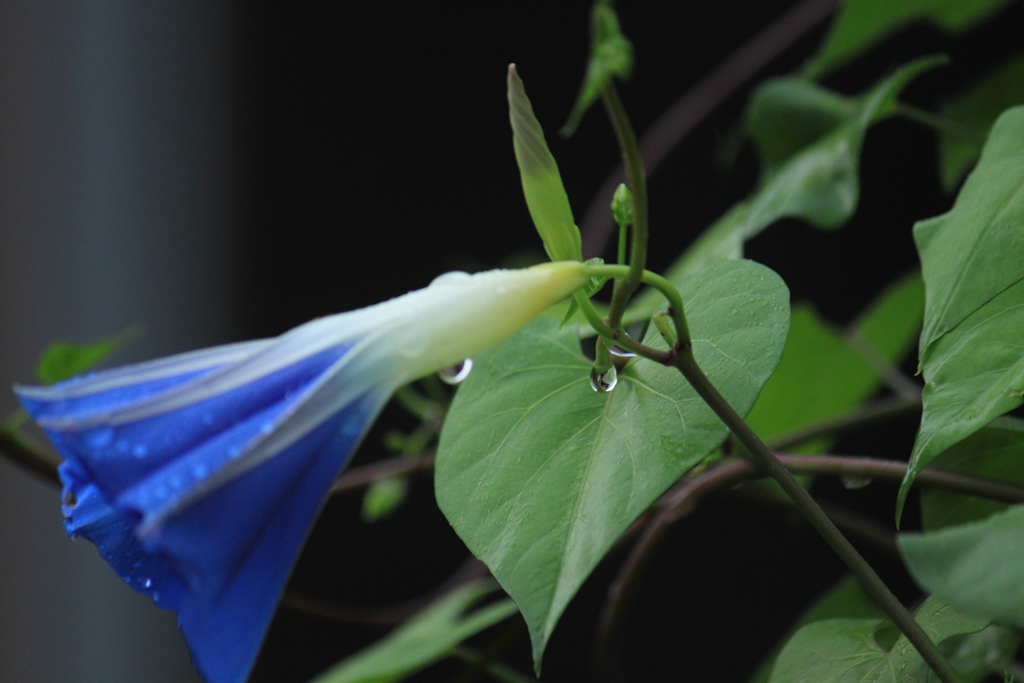 ちょっとだけ命の水