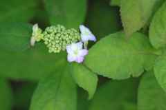 花言葉・・謙虚とも額紫陽花