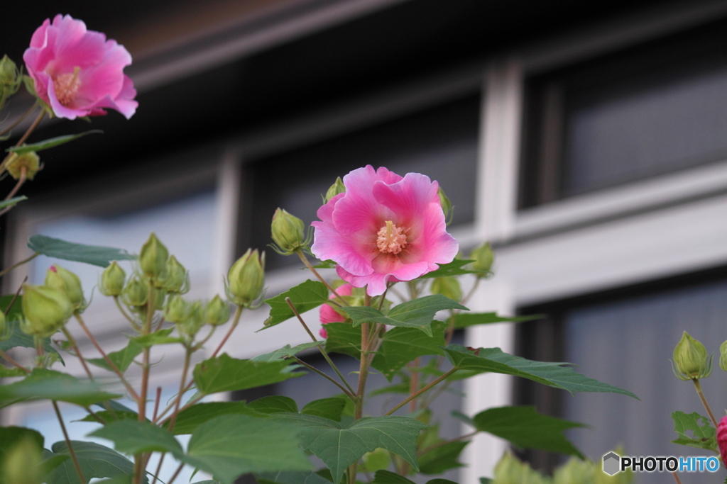 愛らしいピンクが素敵な芙蓉