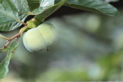 なんだ・・かんだ・・と言ってても実りの秋ですね