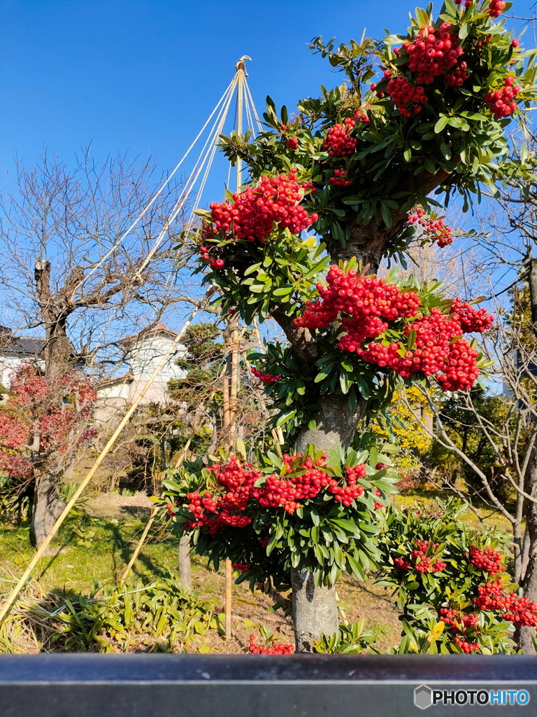 ピラカンサの木