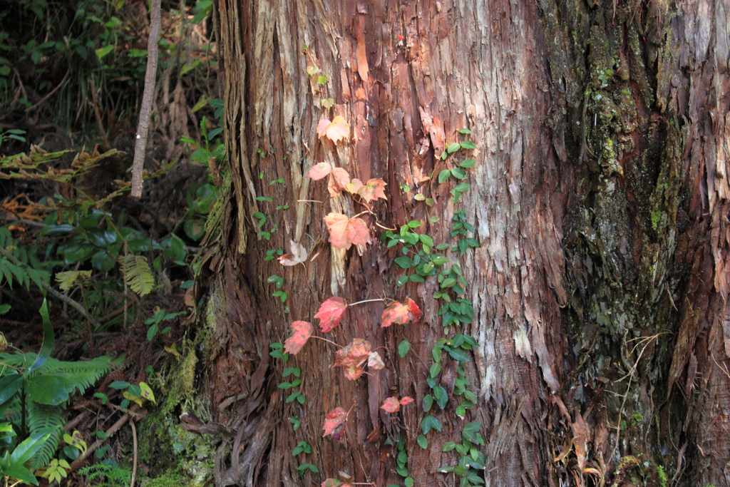 山間の紅葉